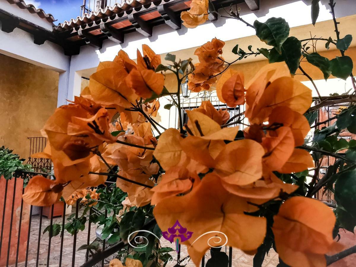 Maison Bougainvillea Antigua Eksteriør billede